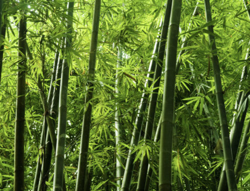Growing Bamboo