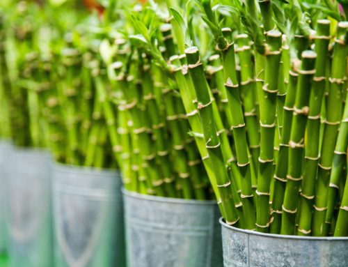 Five Reasons To Save Bamboo